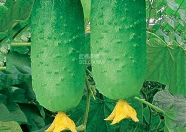 20 seeds Cucumber Japanese Short Thick Vegetable Seeds