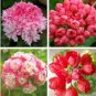 100 seeds Bonsai Mixed 16 Types of Geranium Seeds