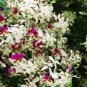 5 seeds Heirloom Lysidice Rhodostegia Hance Tree Seeds