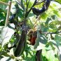 300 seeds Imported Japanese Early Black Long Eggplant Vegetable Seeds