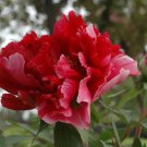 5 seeds Dark Red Tree Peony Flower 'Fengzi' Seeds