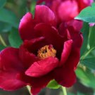 5 seeds Rare Dark Red Monopetalous Louyang Peony Flower Seeds