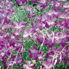 20 seeds Purple CORN COCKLES Seeds Agrostemma githago Milas Rose