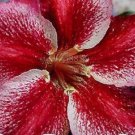 2 seeds 'Fire Down Below' Adenium Desert Rose