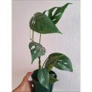 200 seeds Philodendron Tree Seeds - Blue Hybrid F1