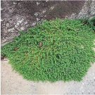 100 seeds Ground Cover Green Seeds Herniaria Glabra