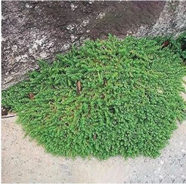 100 seeds Ground Cover Green Seeds Herniaria Glabra