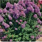 100 seeds Crapemyrtle Lagerstroemia Indica Tree Flower Seeds