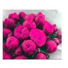 10 seeds Chinese Peony Tree Seed - Rose Pink Double Flowers