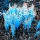 500 seeds Pampas Grass Seeds - Sky Blue Color