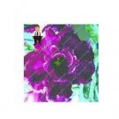 2 seeds Desert Rose Adenium Seeds - Black Purple 4-Layer Flowers