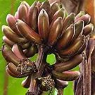 100 seeds Dwarf Banana Seed - Greenish Red Skin