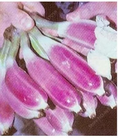 100 seeds Dwarf Banana Seeds - Pink Skin