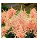 100 seeds Rare Astilbe 'Peach Blossom' Astilbe Japonica Seeds - Light Pink Color