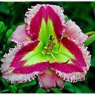 100 seeds Hybrid Daylily Flowers Seeds