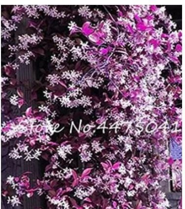 20 seeds Climbing Jasmine Flower Seeds - Purple White Flowers