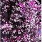20 seeds Climbing Jasmine Flower Seeds - Purple White Flowers