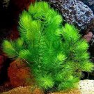 500 seeds Ceratophyllum Seeds Aquarium Grass Ornamental