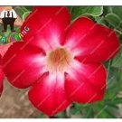 2 seeds Desert Rose Adenium Seeds - Rose Red Single Petal Flowers