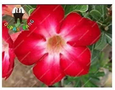 2 seeds Desert Rose Adenium Seeds - Rose Red Single Petal Flowers