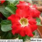 2 seeds Desert Rose Adenium Seeds - Rose Red Single Petal Flowers
