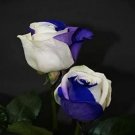200 seeds Rose Seeds - White and Blue Bi-Colors