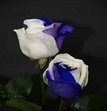 200 seeds Rose Seeds - White and Blue Bi-Colors