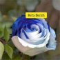 200 seeds Rose Seeds - White and Blue Bi-Colors
