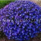 200 seeds Creeping Thyme Seeds Rock CRESS Plant - Purple Flowers F1