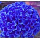 200 seeds Celosia Cristata Seeds - Blue Color