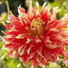 100 seeds Dahlia Flower Seeds - Goldenish Red Double Flowers