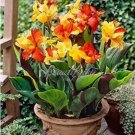 200 seeds Canna Lily Potted Flower Seeds - Yellow Red Colorful Flowers