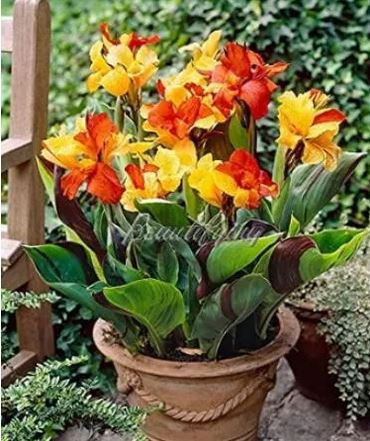 200 seeds Canna Lily Potted Flower Seeds - Yellow Red Colorful Flowers