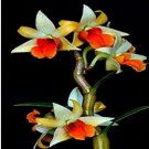 100 seeds Mini Phalaenopsis Flower Seeds - Whitish Brown Color with Redish Orange Tongue