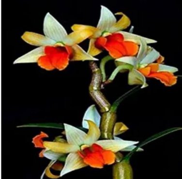 100 seeds Mini Phalaenopsis Flower Seeds - Whitish Brown Color with Redish Orange Tongue