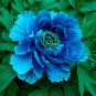 10P seeds Paeonia Lactiflora Seeds - Sky Blue Double Flowers