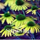 200 seeds Echinacea Purpurea Seeds - Apple Green Big Flowers