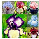20 seeds  Iris tectorum Seeds - Mixed 6 Colors