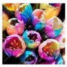 100 seeds Tulips Seeds - Colorful Flowers