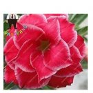 2 seeds Desert Rose Adenium Seeds - 3-Layer Dark Red Flowers with White Edge