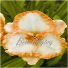 150 seeds aylily Flower Seeds - White Flowers with Light Orange Flowers