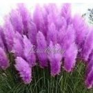 200 seeds Pampas Grass Seeds - Bright Purple Colors
