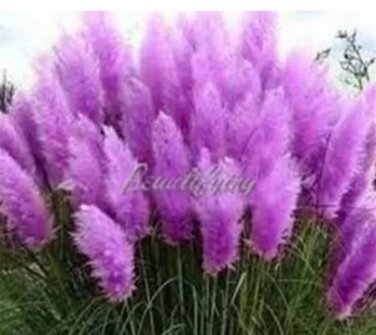 200 seeds Pampas Grass Seeds - Bright Purple Colors