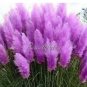 200 seeds Pampas Grass Seeds - Bright Purple Colors