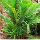 10 seeds Lipstick Palm Cyrtostachys Renda Tree Seeds