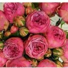 10 seeds Exotic Double Peony Seeds - Red Double Flowers Ball Type