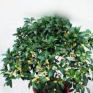 10 seeds Fragrance osmanthus Tree Seeds - Yellow Bonsai Flowers