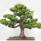 20 seeds Potted Pine Tree Seeds Pinus Thunbergii Podocarpus macrophyllus