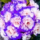 30 seeds Geranium Seeds - Light Water Pink Double Flowers with Purple