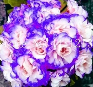 30 seeds Geranium Seeds - Light Water Pink Double Flowers with Purple